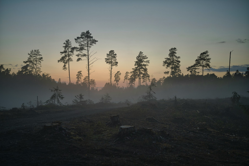 Ecological collapse and biodiversity loss