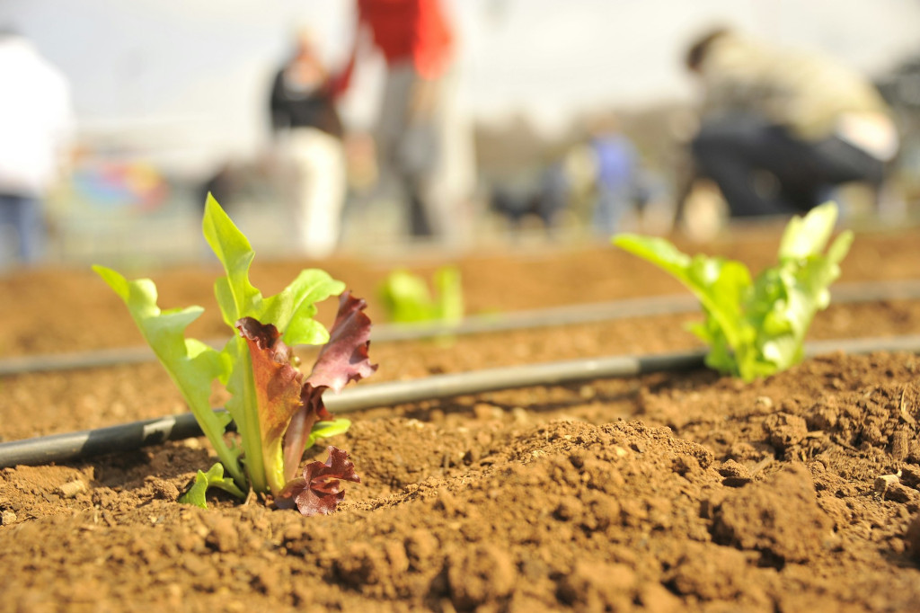Climate Adaptation - Smart Agriculture